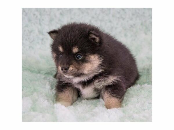 Pom/Shiba-DOG-Female-Black / Tan-23044-Petland Racine, Wisconsin