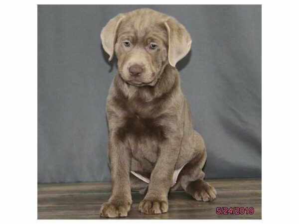 Labrador Retriever-DOG-Female-Silver-23041-Petland Racine, Wisconsin