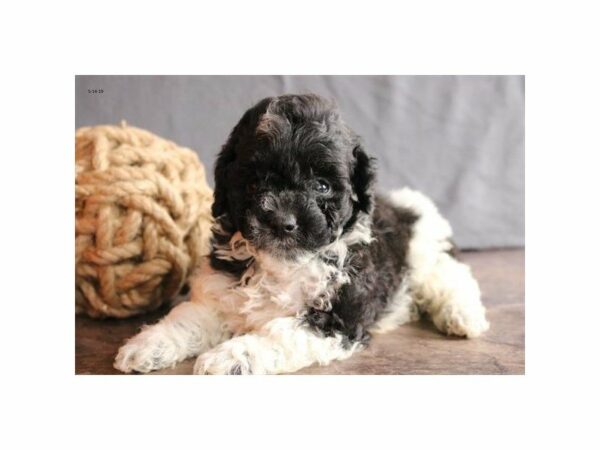 Cockapoo 2nd Generation-DOG-Male-Black / White-23040-Petland Racine, Wisconsin