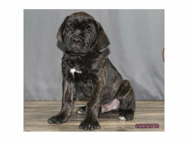 Cane Corso-DOG-Male-Black Brindle-23039-Petland Racine, Wisconsin