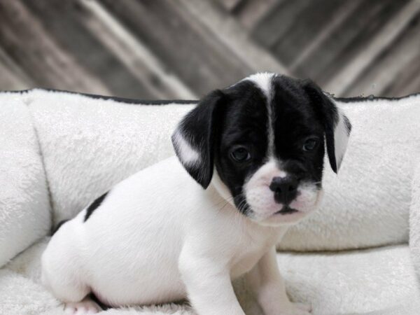 Frocker-DOG-Male-WH/BLK-23051-Petland Racine, Wisconsin