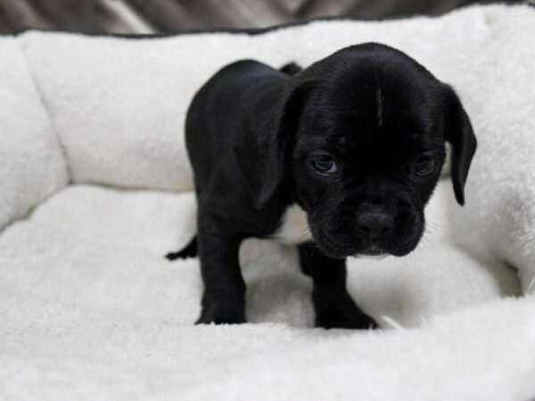 Frocker-DOG-Female-BLK BRIN/WH-23052-Petland Racine, Wisconsin