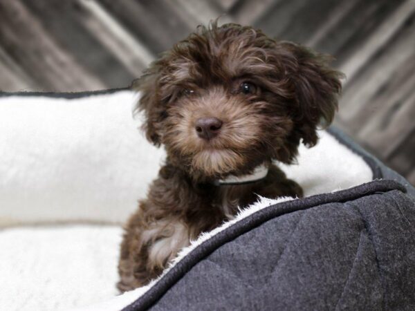 Poovanese-DOG-Male-CHOC/TAN-23047-Petland Racine, Wisconsin