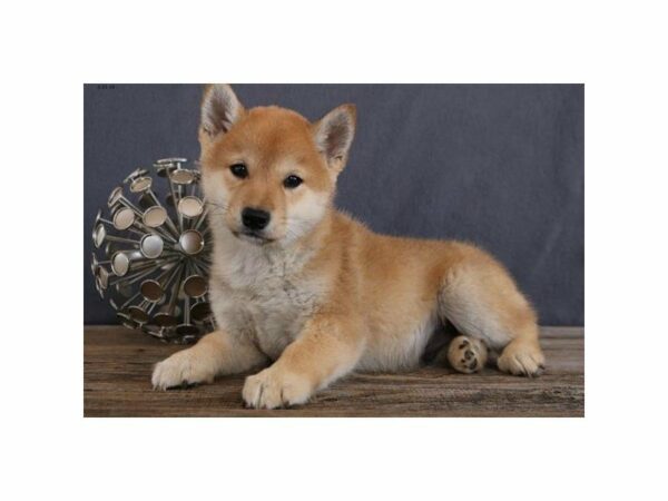Shiba Inu-DOG-Male-Red-23058-Petland Racine, Wisconsin