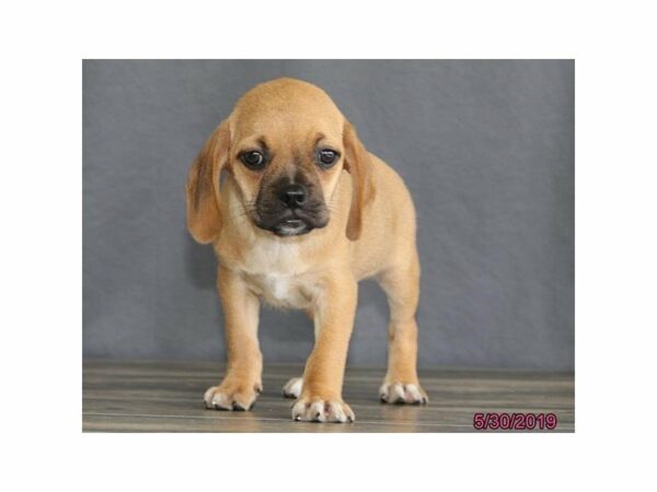 Puggle DOG Male Fawn 23065 Petland Racine, Wisconsin