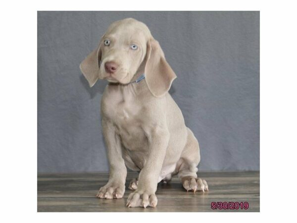 Weimaraner-DOG-Male-Gray-23061-Petland Racine, Wisconsin