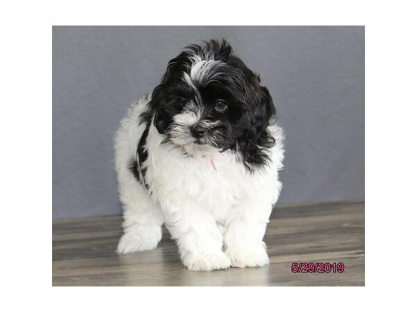 Shihpoo-DOG-Male-Black / White-23055-Petland Racine, Wisconsin