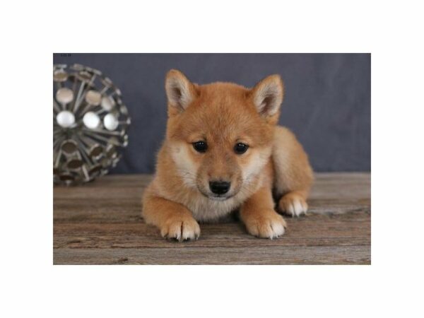 Shiba Inu-DOG-Female-Red-14832-Petland Racine, Wisconsin
