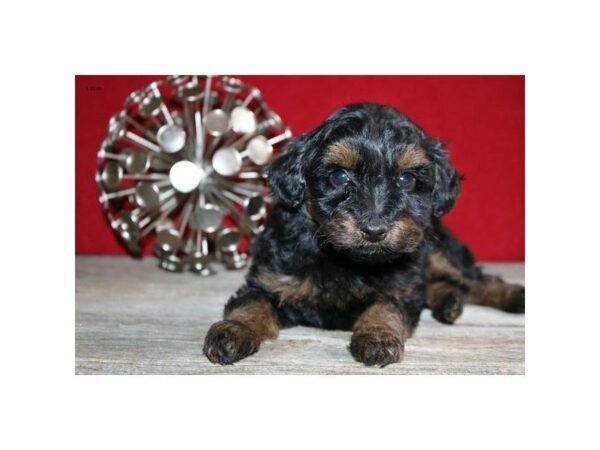 Poodle/Australian Shepherd-DOG-Female-Black / Tan-14834-Petland Racine, Wisconsin