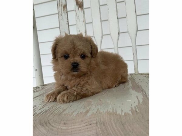 Pekapoo-DOG-Male-Apricot-14842-Petland Racine, Wisconsin