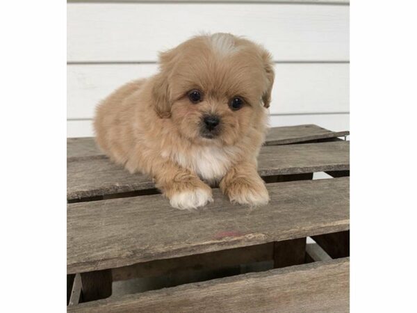 Pekapoo-DOG-Male-Apricot-14841-Petland Racine, Wisconsin