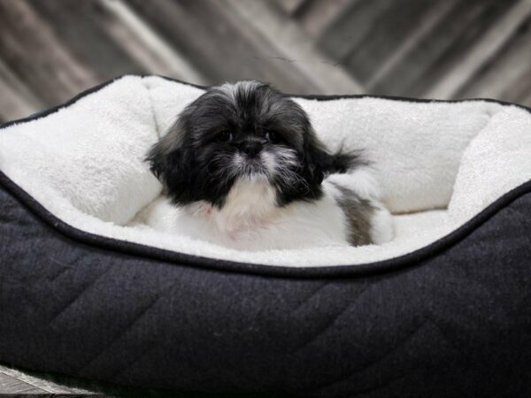 Peke A Tzu-DOG-Female-White-23067-Petland Racine, Wisconsin