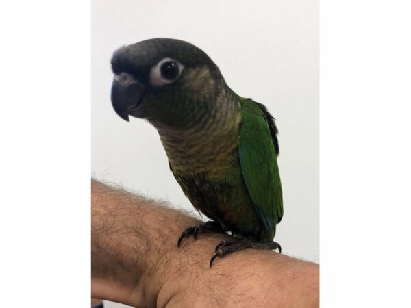 Green Cheek Conure-BIRD-Male--23076-Petland Racine, Wisconsin