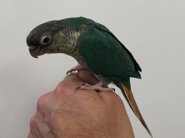 Yellow Sided Turquoise Green Cheek Conure-BIRD-Male--23078-Petland Racine, Wisconsin