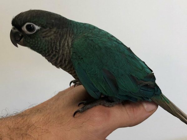 Turquoise Green Cheek Conure-BIRD-Male--23081-Petland Racine, Wisconsin