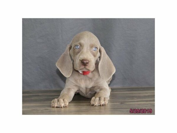 Weimaraner-DOG-Female-Gray-14853-Petland Racine, Wisconsin