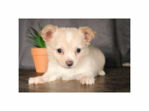 Chihuahua-DOG-Male-Tan / White-14850-Petland Racine, Wisconsin