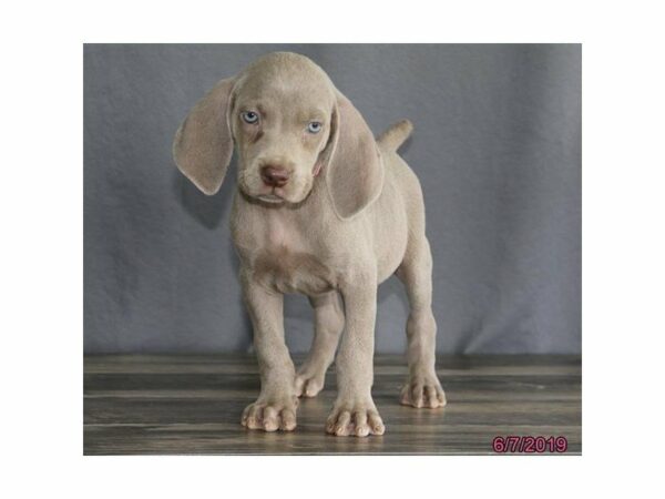 Weimaraner-DOG-Female-Gray-23099-Petland Racine, Wisconsin