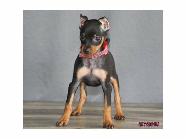 Miniature Pinscher-DOG-Female-Black / Tan-23101-Petland Racine, Wisconsin