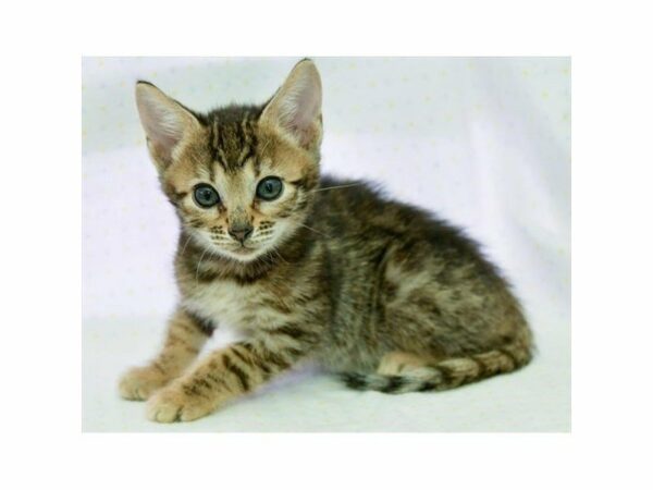 Bengal-CAT-Male-Black / Brown-23100-Petland Racine, Wisconsin