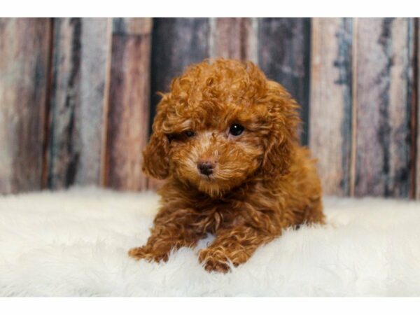 Poodle-DOG-Female-Red-14847-Petland Racine, Wisconsin