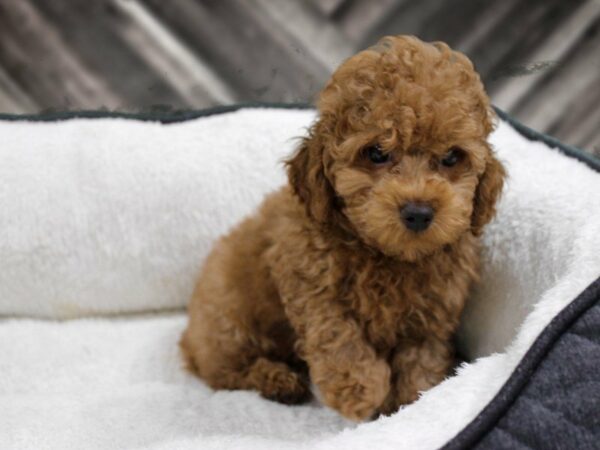 Poodle-DOG-Male-Red-23103-Petland Racine, Wisconsin