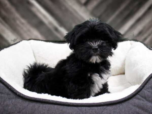 Yorkiepoo DOG Male BLK/WH 23115 Petland Racine, Wisconsin