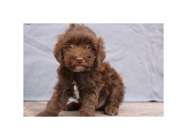 2nd Gen. Cockapoo-DOG-Male-Chocolate-23128-Petland Racine, Wisconsin