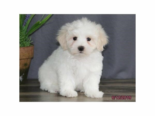 Coton De Tulear DOG Male White 23121 Petland Racine, Wisconsin