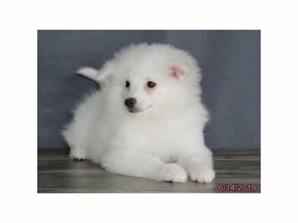 American Eskimo Dog-DOG-Female-White-14864-Petland Racine, Wisconsin