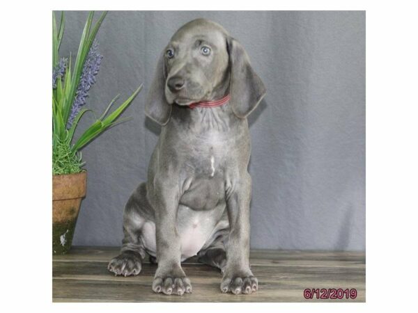 Weimaraner DOG Female Blue 14867 Petland Racine, Wisconsin