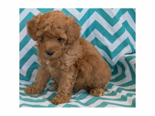 Poodle-DOG-Male-Red-14862-Petland Racine, Wisconsin