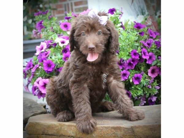 Labradoodle-Mini-DOG-Female-Chocolate-14870-Petland Racine, Wisconsin