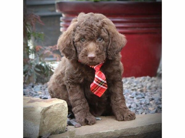 Mini Labradoodle 2nd Gen-DOG-Male-Chocolate-23132-Petland Racine, Wisconsin