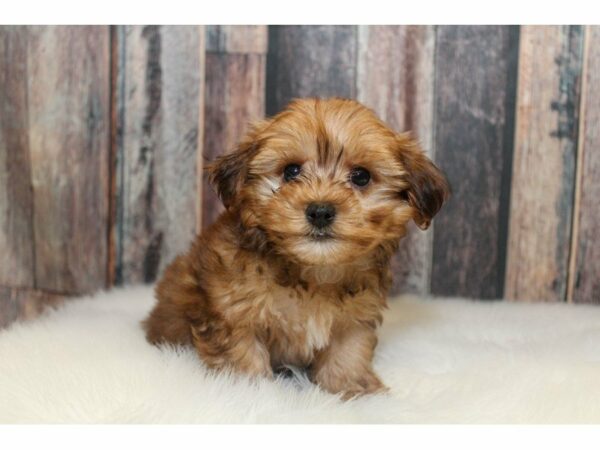 Yorkiepoo DOG Male Brown 14859 Petland Racine, Wisconsin