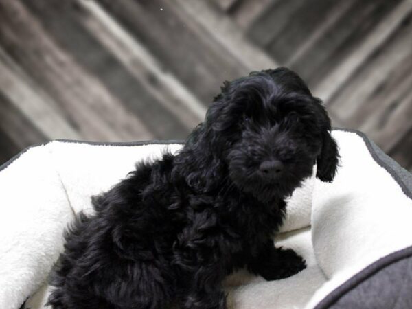 F1B Mini Goldendoodle-DOG-Female-BLK-23135-Petland Racine, Wisconsin