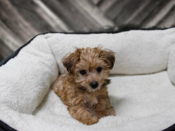 Yorkiepoo DOG Female Brown 23118 Petland Racine, Wisconsin