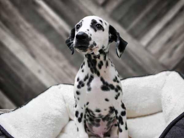 Dalmatian DOG Male White / Black 23120 Petland Racine, Wisconsin