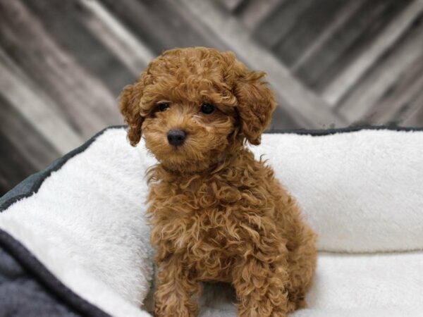 Poodle-DOG-Male-Red-23124-Petland Racine, Wisconsin