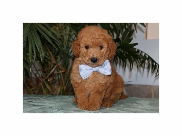 Mini Goldendoodle 2nd Gen.-DOG-Male-Golden-23148-Petland Racine, Wisconsin