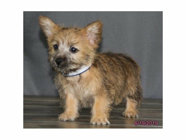 Cairn Terrier DOG Male Wheaten 23146 Petland Racine, Wisconsin