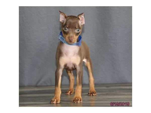 Miniature Pinscher-DOG-Male-Chocolate / Tan-14875-Petland Racine, Wisconsin