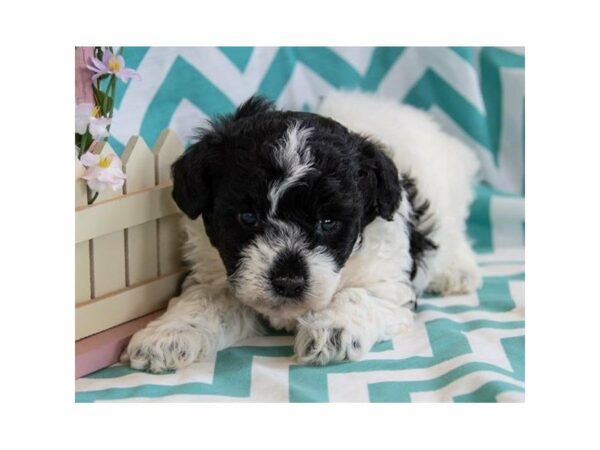 Poodle-DOG-Male-Black / White-14877-Petland Racine, Wisconsin