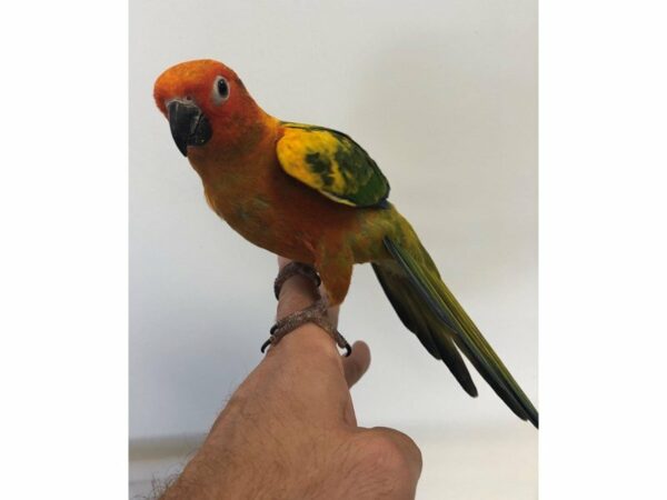 Sun Conure-BIRD-Male--23155-Petland Racine, Wisconsin