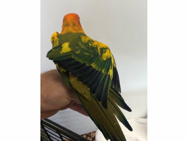 Sun Conure-BIRD-Male--23156-Petland Racine, Wisconsin