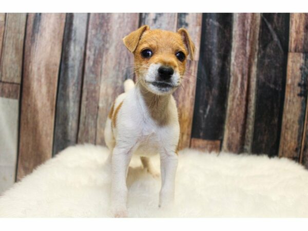 Jack Russel Terrier-DOG-Male-Brown/White-14886-Petland Racine, Wisconsin