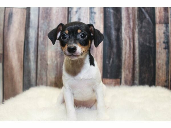 Toy Fox Terrier-DOG-Male-Tricolor-14887-Petland Racine, Wisconsin