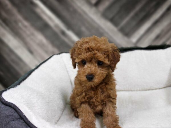 Poodle-DOG-Male-Red-23142-Petland Racine, Wisconsin