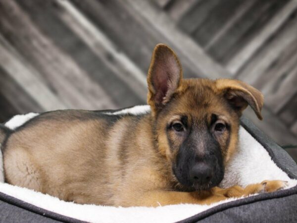 German Shepherd-DOG-Female-SABLE-23154-Petland Racine, Wisconsin
