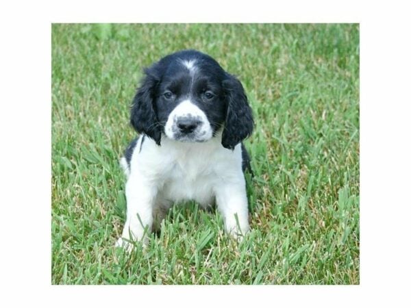 English Springer Spaniel DOG Male Black / White 23180 Petland Racine, Wisconsin